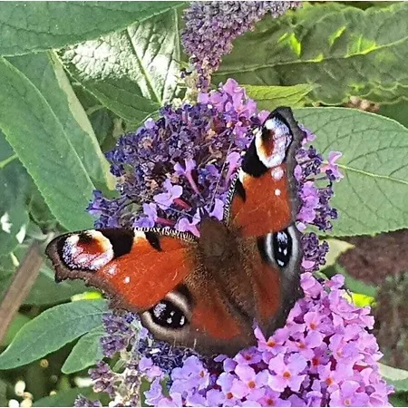 Papillon Comfortable